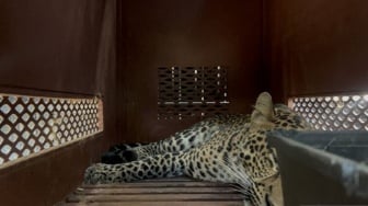 Macan Tutul Masuk Hotel di Bandung: 'Nginap' 3 Jam di Lantai 2