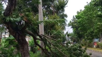 Diterjang Badai, 21 Titik Pohon Tumbang di Bandar Lampung