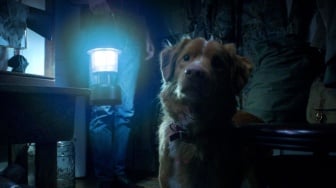 Good Boy Tayang di Bioskop Indonesia Hari Ini, Hadirkan Teror dari Sudut Pandang Anjing