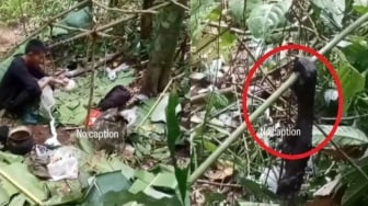 Klarifikasi BKSDA Kaltim: Potongan Tangan di Video Viral Bukan Milik Orang Utan