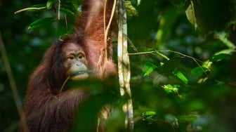 Popi dan IKN: Kisah Orang Utan di Tengah Perjuangan Menjaga Hutan Nusantara