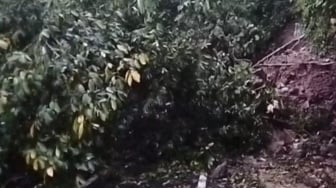 Jalur Utama Cianjur Selatan Terputus Total! Longsor Dahsyat di Cibinong Lumpuhkan Akses Warga