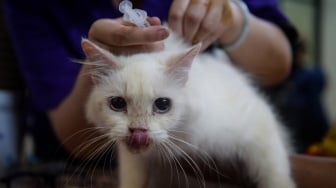 Petugas menyuntikkan vaksin rabies ke seekor kucing peliharaan di Jakarta, Sabtu (11/10/2025). [ANTARA FOTO/Putra M. Akbar/rwa]