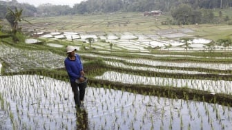 Kinerja Kementan Bikin Publik Optimis Pangan Nasional Aman, Swasembada di Depan Mata