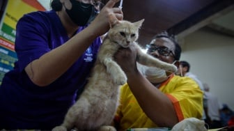 Realisasi vaksinasi rabies di Jakarta