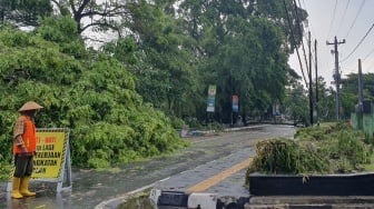 Detik-Detik Pohon Raksasa Roboh di Sleman, Tutup Jalan Utama Akibat Angin Kencang