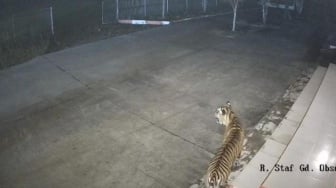 Waduh! Harimau Sumatera Berkeliaran di Kantor BRIN Agam, BKSDA Sumbar Siaga Satu