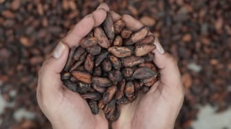 Rahasia Cokelat Premium Indonesia: Ada Kisah Petani LokaKakao lokal Indonesil di Balik Rasa Mendunia