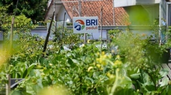 Sambut Hari Pangan Sedunia, BRI Panen Raya di Kebun Agro Wisata Kampung Berkebun Pajajaran
