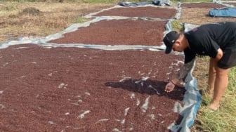 Petani Lebak Tersenyum Lebar, Harga Cengkeh Rp100 Ribu Per Kilogram