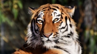 Menelusuri Jaringan Pasar Gelap Satwa Liar dan Lengahnya Negara