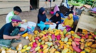 Dari Biji Kakao, Perempuan Saritani Menyemai Harapan Ekonomi Desa