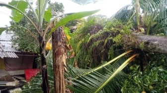 Rumah Warga Pasaman Barat Rusak Diterjang Angin Kencang, Tiang Listrik Roboh!