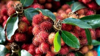Kapan Musim Rambutan Datang? Viral Cuitan Tahun 2025 Belum Makan Rambutan