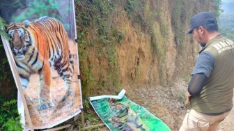 Petani di Agam Pasang Spanduk Harimau Sumatera di Kebun, Apa Tujuannya?