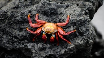 Migrasi Kepiting Merah di Pulau Christmas Jadi Fenomena Spektakuler
