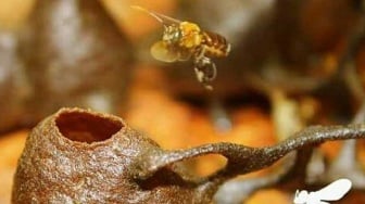 IKN Bangun Ekonomi Hijau Lewat Lebah Kalulut