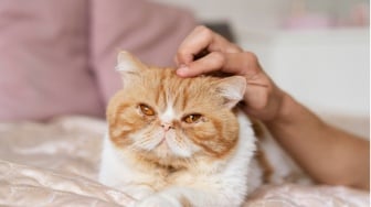 7 Arti Mimpi Dicakar Kucing Menurut Primbon, Tak Selalu Berarti Hal Buruk