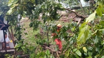 Jalur Utama Bandung-Cianjur Lumpuh Total! Pohon Tumbang Blokir Akses, Antrean Kendaraan Mengular