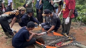 Harimau Sumatera Terluka Masuk Kandang Jebak di Lampung Barat Sudah Dievakuasi