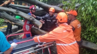 Kenapa Pohon Tua di Jakarta Masih Jadi Ancaman Nyawa Saat Musim Hujan?