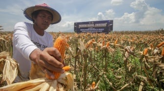 Sidoarjo Panen Raya Jagung