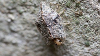 5 Cara Ampuh Mengusir Kamitetep yang Muncul di Musim Hujan