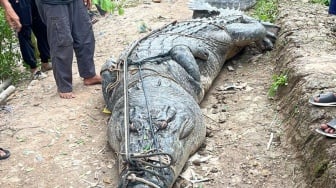 Sempat Bikin Geger, Buaya Raksasa Akhirnya Berhasil Diamankan Warga Inhil