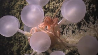 Kehidupan di Palung Terdalam: Temuan Moluska Purba Ungkap Rahasia Evolusi Laut?