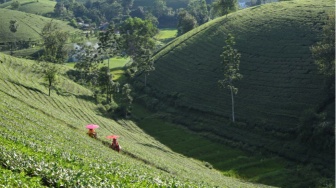 Pertanian Berkelanjutan Jadi Jalan Pulang Saat Alam Kian Merapuh