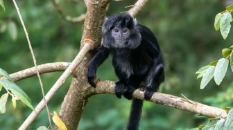 Mengenal Lutung Jawa: Si Hitam Penjaga Rimba yang Terancam Punah