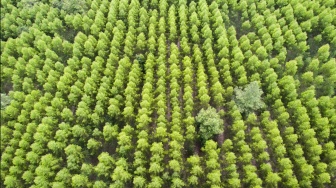 Bagaimana Sistem Agroforestri Menghidupkan Kembali Lahan Bekas Tambang di Malang?