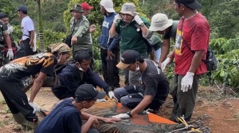 Harimau Sumatera yang Direlokasi Mati, Ini Penyebabnya