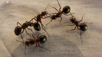 10 Bahan Sederhana yang Ampuh Usir Semut dari Dalam Rumah