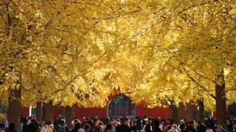 Wisatawan berfoto dengan latar daun pohon ginkgo yang berubah warna menjadi kuning saat musim gugur di taman Zhongshan, Beijing, China, Selasa (11/11/2025). [ANTARA FOTO/Desca Lidya Natalia/agr]