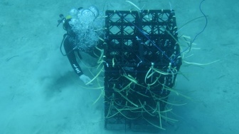 11 Hektar Laut di Sulsel Disiapkan Jadi Apartemen Ikan