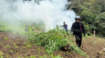 10 Hektare Ladang Ganja Ditemukan di Mandailing Natal