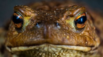 Rahasia Katak: Bernapas dan Minum Lewat Kulit