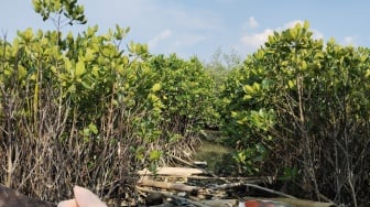 Saat Pesisir Tergerus, Bagaimana Karbon Biru Bisa Jadi Sumber Pemulihan dan Penghidupan Warga?