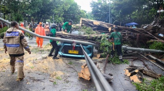 Petugas memotong pohon tumbang yang menimpa mobil taksi di depan Gedung Kementerian Keuangan, Jl Wahidin Raya Jakarta Pusat, Jumat (14/11/2025). [Suara.com/Alfian Winanto]
