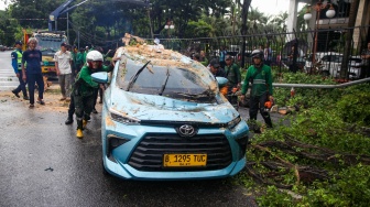 Petugas memotong pohon tumbang yang menimpa mobil taksi di depan Gedung Kementerian Keuangan, Jl Wahidin Raya Jakarta Pusat, Jumat (14/11/2025). [Suara.com/Alfian Winanto]
