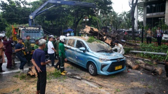Petugas memotong pohon tumbang yang menimpa mobil taksi di depan Gedung Kementerian Keuangan, Jl Wahidin Raya Jakarta Pusat, Jumat (14/11/2025). [Suara.com/Alfian Winanto]
