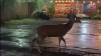 Geger! Rusa Timor Berkeliaran di Sleman, Warga Panik Cari Pemilik Satwa Liar yang Lepas