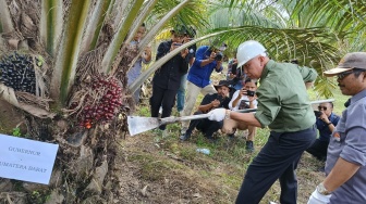 Sumbar Target Replanting Sawit 2025 Tembus 5.400 Hektare, Panen Perdana di Agam Berhasil!
