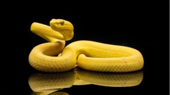 Begini Cara Ular Buang Air Besar, Prosesnya Ternyata Unik dan Tak Disangka