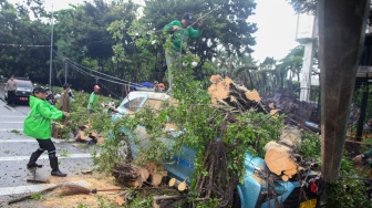 Petugas memotong pohon tumbang yang menimpa mobil taksi di depan Gedung Kementerian Keuangan, Jl Wahidin Raya Jakarta Pusat, Jumat (14/11/2025). [Suara.com/Alfian Winanto]
