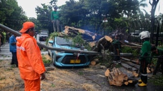 Hujan Deras Sebabkan Pohon Tumbang di Depan Kemenkeu