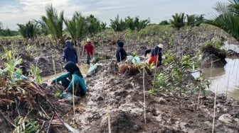 Ketika Akar Kembali Menguat: Harapan Sungsang IV yang Bertumbuh Bersama Medco