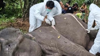 Gajah Dona Mati di Taman Nasional Way Kambas