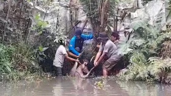 Rusa Timor yang Berkeliaran di Jalanan Sleman Akhirnya Tertangkap, Begini Kondisinya